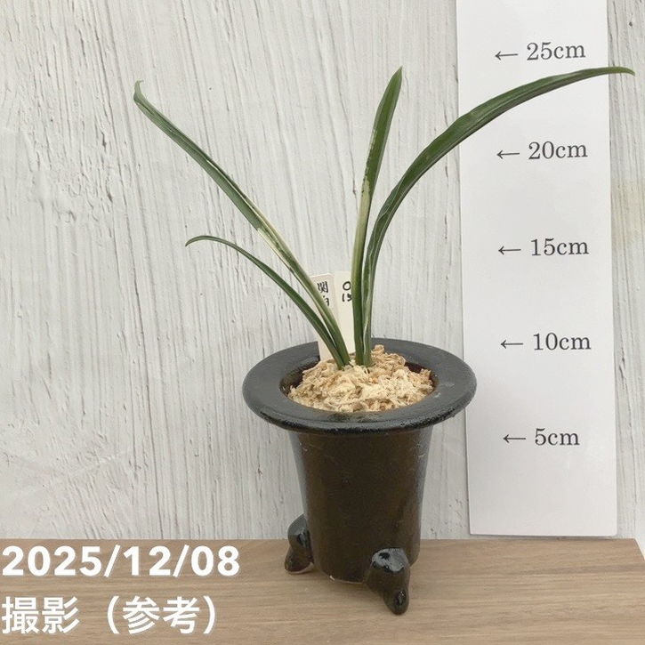 現品お届け】豊明園 万年青 オモト 関白 陶器鉢（O15）｜観葉10-TU