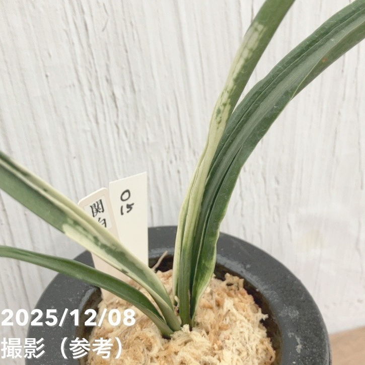 現品お届け】豊明園 万年青 オモト 関白 陶器鉢（O15）｜観葉10-TU