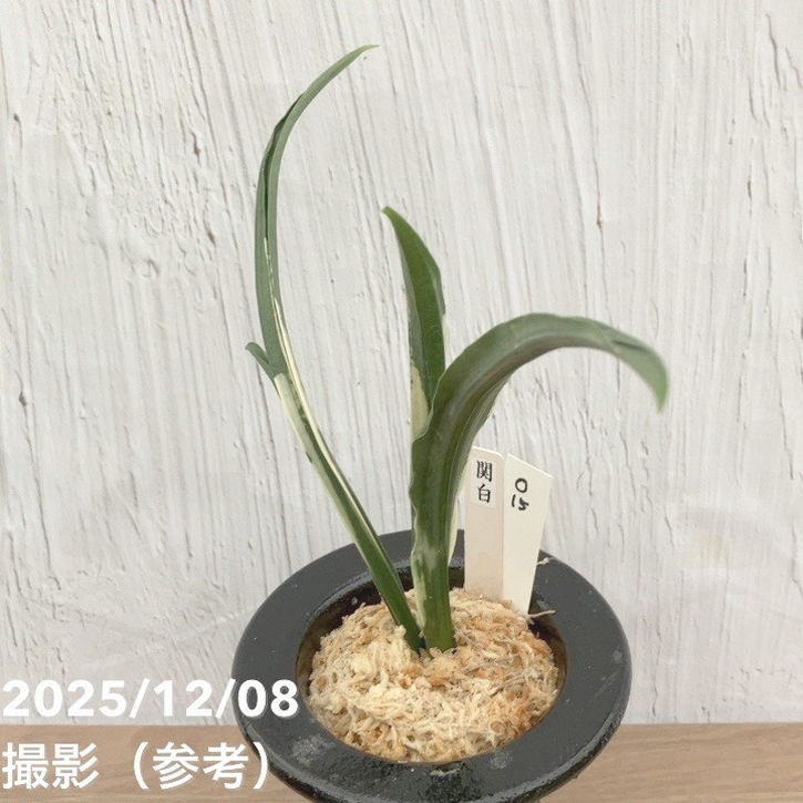 現品お届け】豊明園 万年青 オモト 関白 陶器鉢（O15）｜観葉10-TU