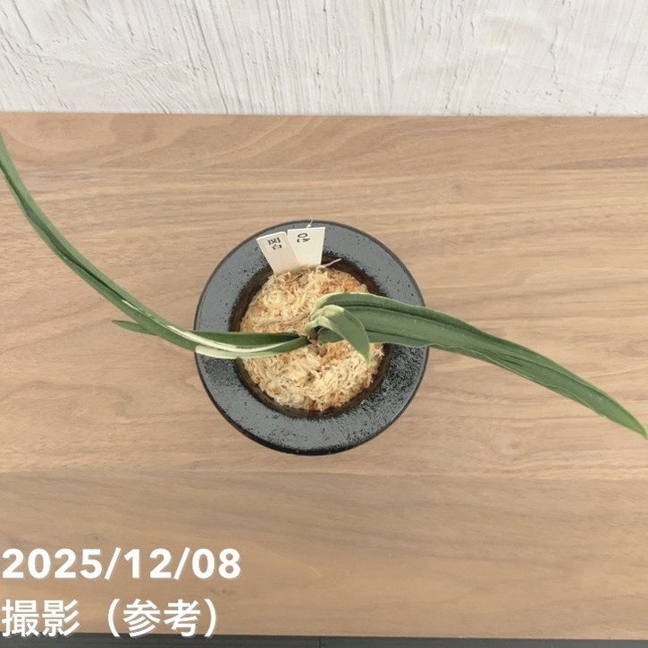 現品お届け】豊明園 万年青 オモト 関白 陶器鉢（O15）｜観葉10-TU