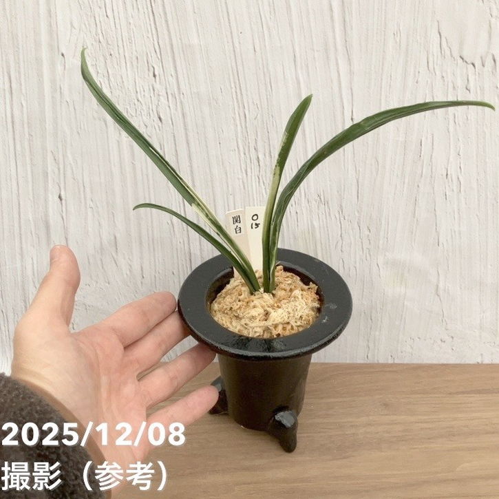 現品お届け】豊明園 万年青 オモト 関白 陶器鉢（O15）｜観葉10-TU