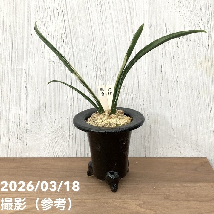 現品お届け】豊明園 万年青 オモト 関白 陶器鉢（O15）｜観葉10-TU