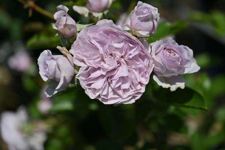 バラ大苗 ル・ソワール 7号ロングスリット鉢 河本バラ園 河本麻記子