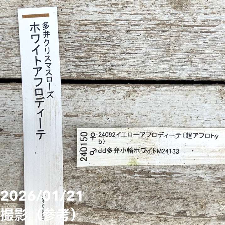一点物】加藤農園 クリスマスローズ ホワイトアフロディーテ 4.5号