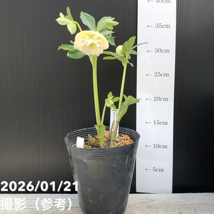 ホワイトアフロディーテ　小輪　クリスマスローズ 一点物】加藤農園 クリスマスローズ ホワイトアフロディーテ 4.5号