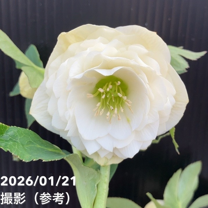 一点物】加藤農園 クリスマスローズ ホワイトアフロディーテ 4.5号