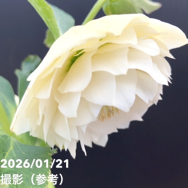 一点物】加藤農園 クリスマスローズ ホワイトアフロディーテ 4.5号