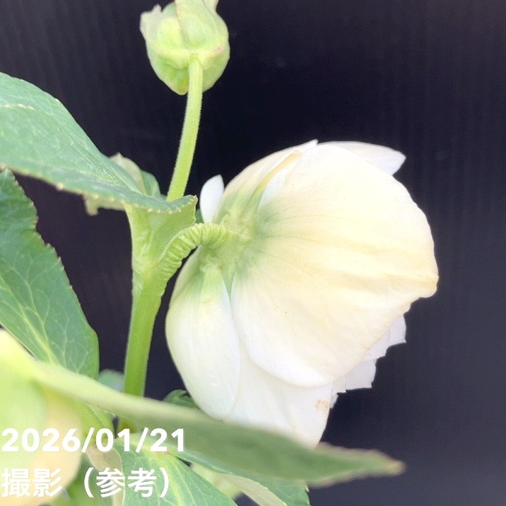 一点物】加藤農園 クリスマスローズ ホワイトアフロディーテ 4.5号