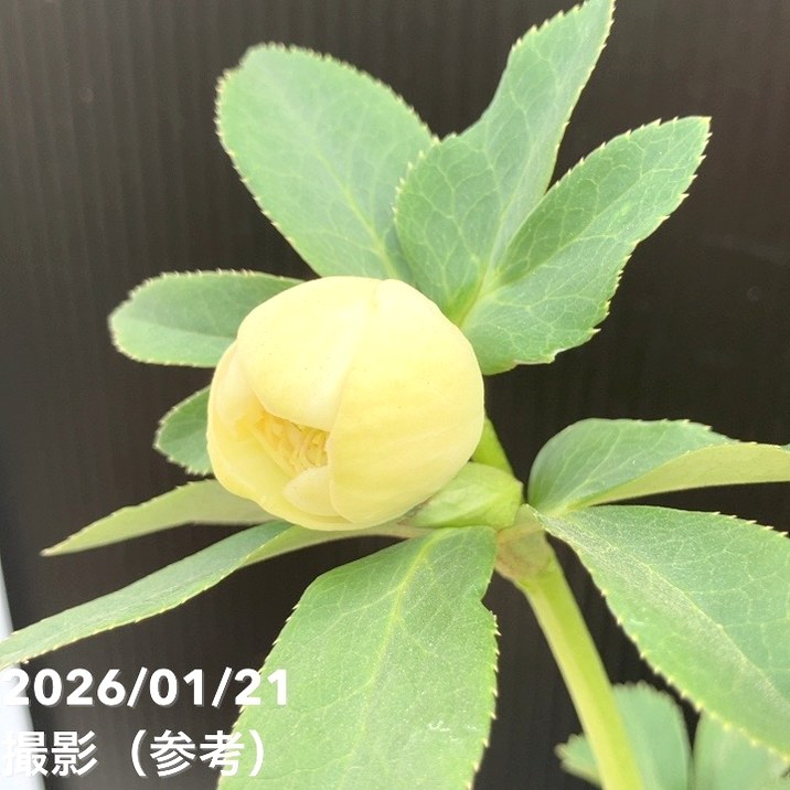 一点物】加藤農園 クリスマスローズ ホワイトアフロディーテ 4.5号