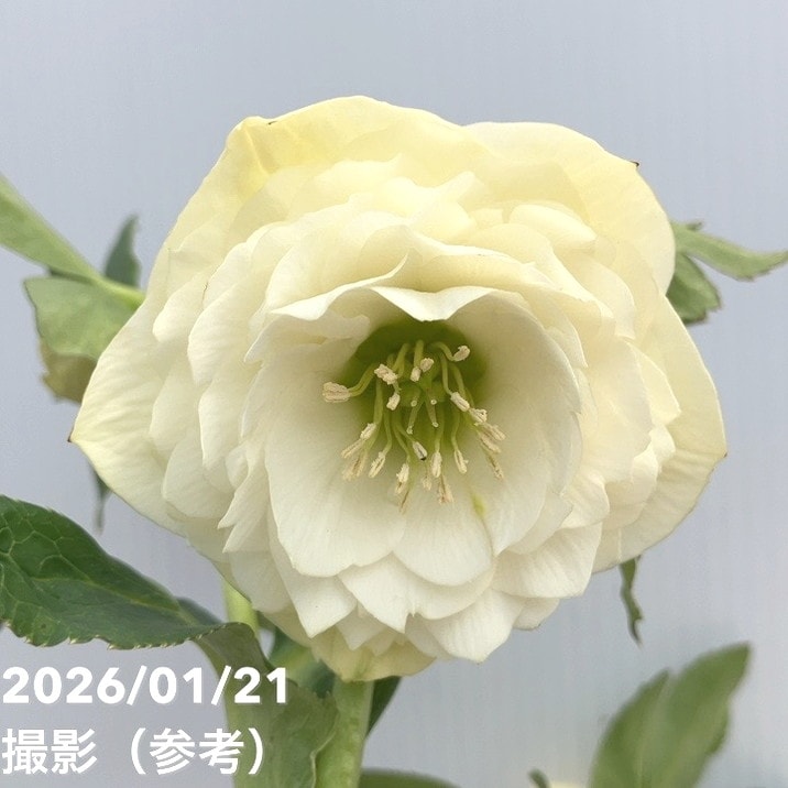 一点物】加藤農園 クリスマスローズ ホワイトアフロディーテ 4.5号