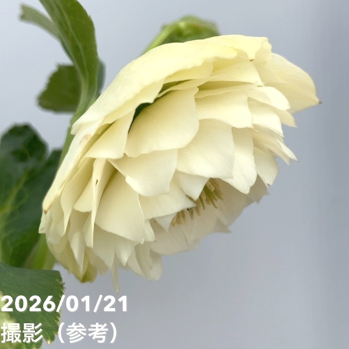 一点物】加藤農園 クリスマスローズ ホワイトアフロディーテ 4.5号