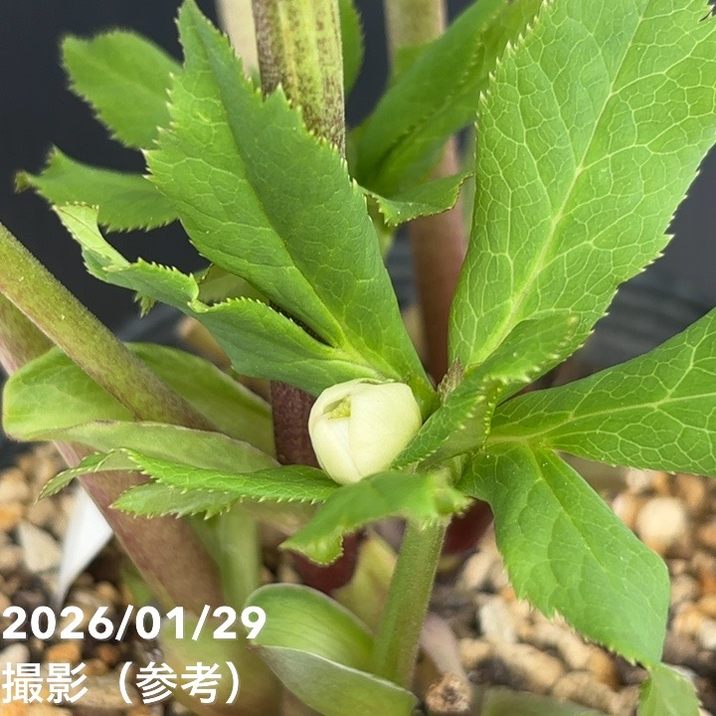 一点物】加藤農園 多弁クリスマスローズ ホワイトアフロディーテ 4.5号