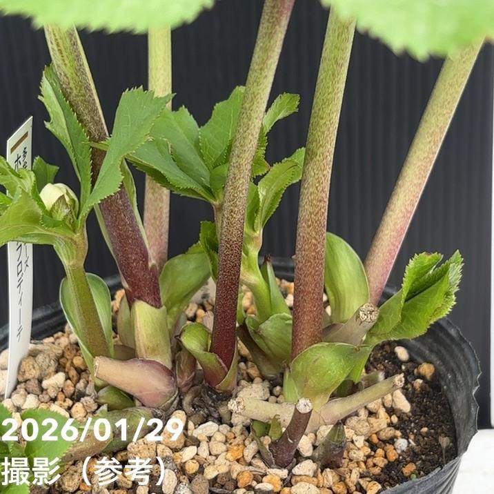 お買い得一点物咲き進み株】加藤農園 多弁クリスマスローズ ホワイト