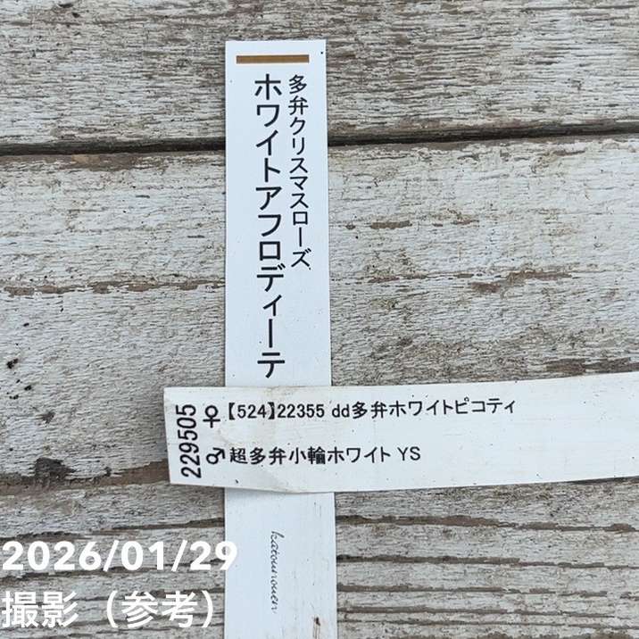 お買い得一点物咲き進み株】加藤農園 多弁クリスマスローズ ホワイト