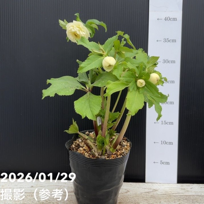 一点物】加藤農園 多弁クリスマスローズ ホワイトアフロディーテ 4.5号