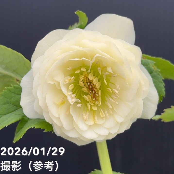 一点物】加藤農園 多弁クリスマスローズ ホワイトアフロディーテ 4.5号