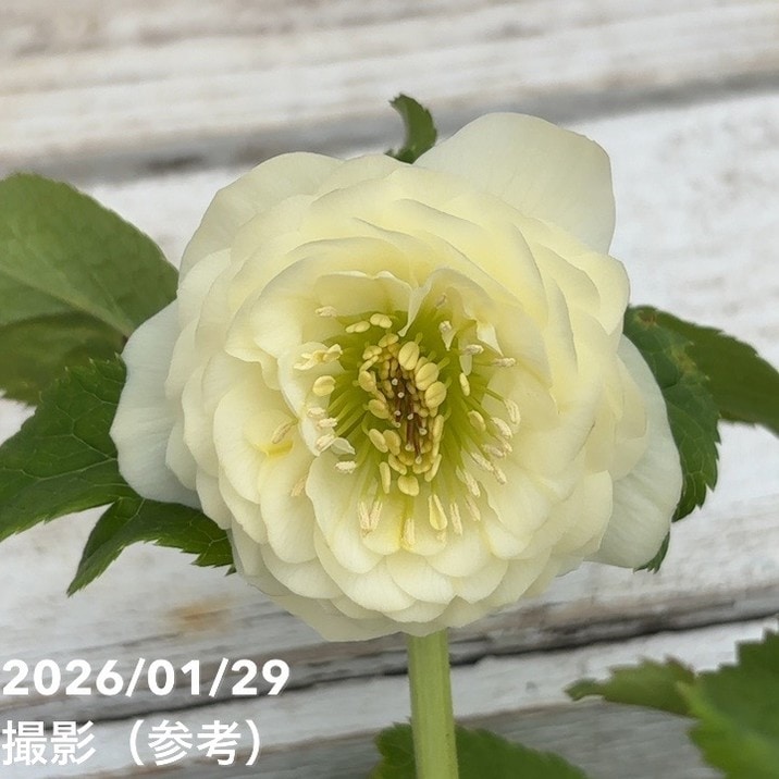 一点物】加藤農園 多弁クリスマスローズ ホワイトアフロディーテ 4.5号