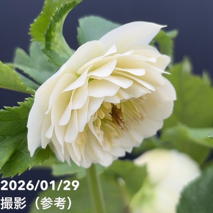 一点物】加藤農園 多弁クリスマスローズ ホワイトアフロディーテ 4.5号