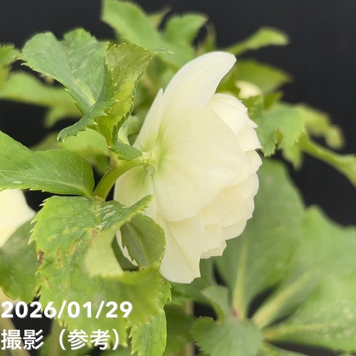 一点物】加藤農園 多弁クリスマスローズ ホワイトアフロディーテ 4.5号