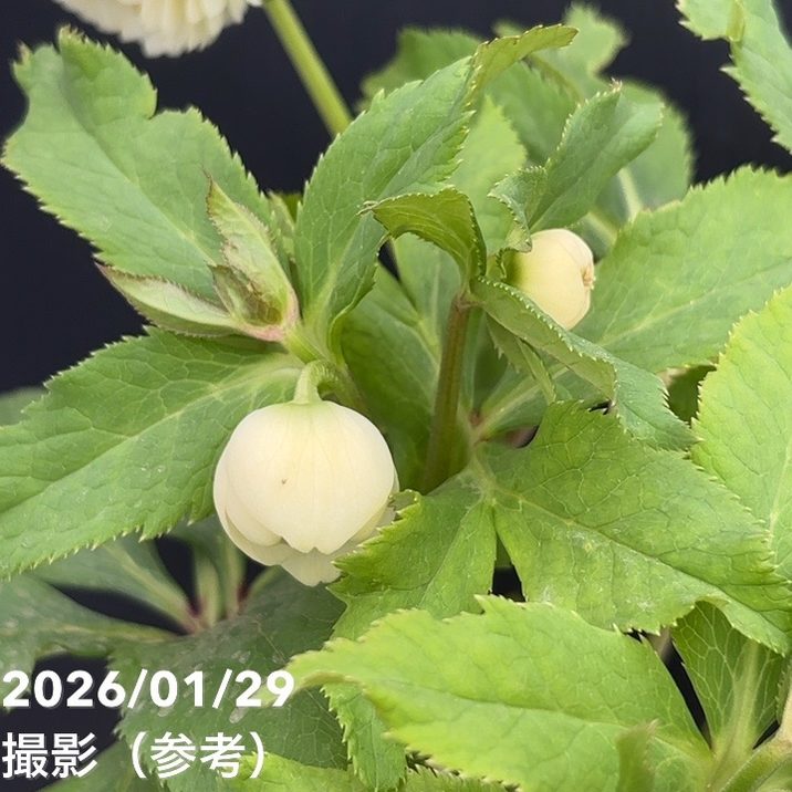 一点物】加藤農園 多弁クリスマスローズ ホワイトアフロディーテ 4.5号