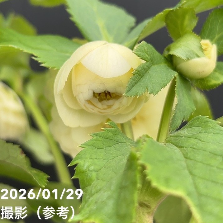 お買い得一点物咲き進み株】加藤農園 多弁クリスマスローズ ホワイト