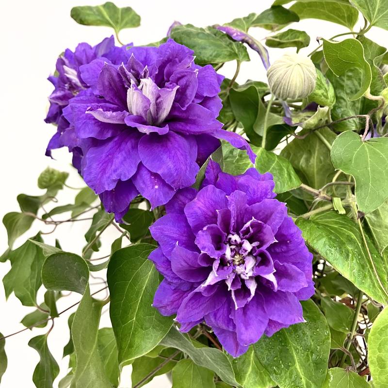 クレマチス キリ テ カナワ