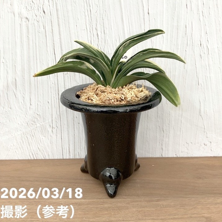 現品お届け】豊明園 万年青 オモト お多福（おたふく） 陶器鉢（O60