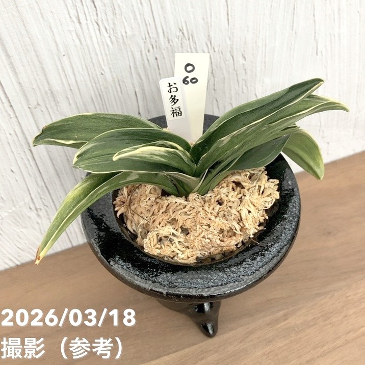 現品お届け】豊明園 万年青 オモト お多福（おたふく） 陶器鉢（O60