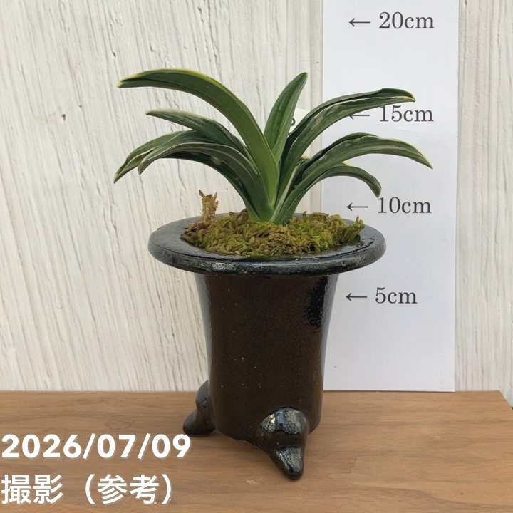 現品お届け】豊明園 万年青 オモト お多福（おたふく） 陶器鉢（O60