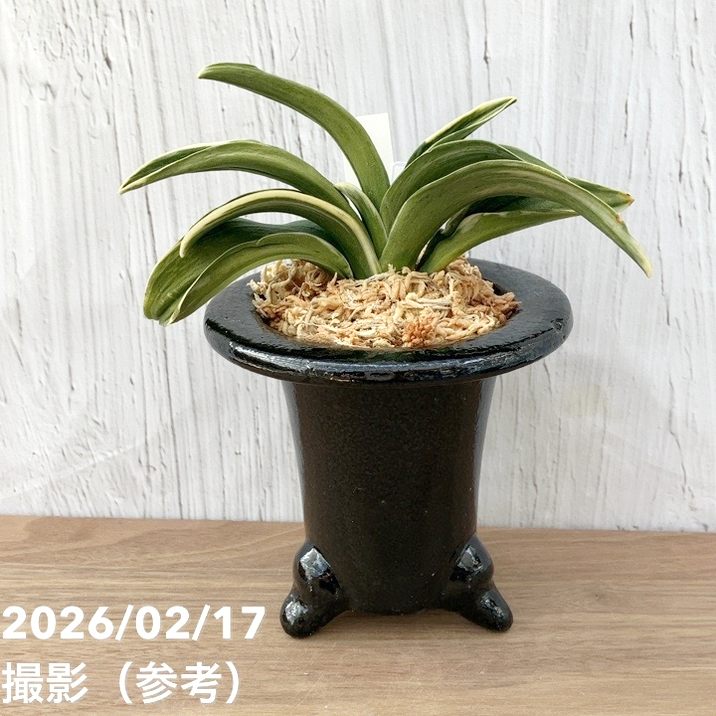 万年青　おもと　お多福　覆輪斑　4号陶器鉢つき　極上斑の子株つき❗　う 現品お届け】豊明園 万年青 オモト お多福（おたふく） 陶器鉢（O60