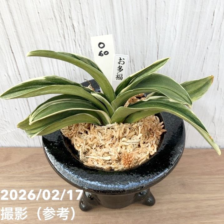 現品お届け】豊明園 万年青 オモト お多福（おたふく） 陶器鉢（O60