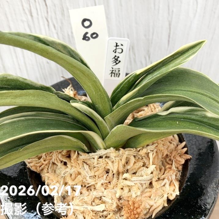 現品お届け】豊明園 万年青 オモト お多福（おたふく） 陶器鉢（O60