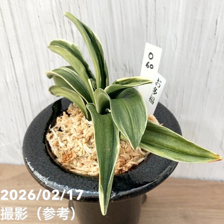 現品お届け】豊明園 万年青 オモト お多福（おたふく） 陶器鉢（O60