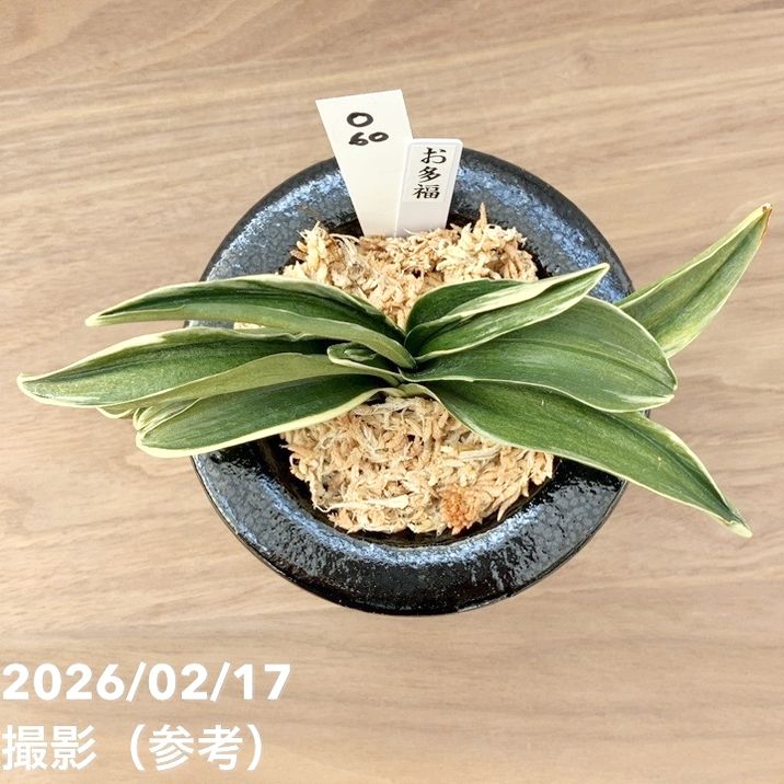 現品お届け】豊明園 万年青 オモト お多福（おたふく） 陶器鉢（O60