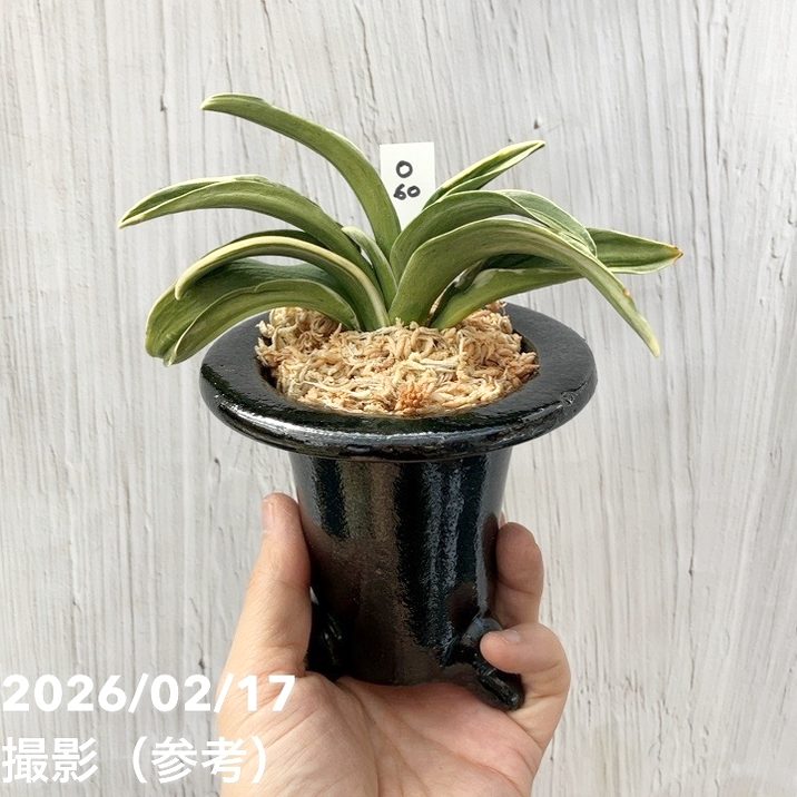 現品お届け】豊明園 万年青 オモト お多福（おたふく） 陶器鉢（O60