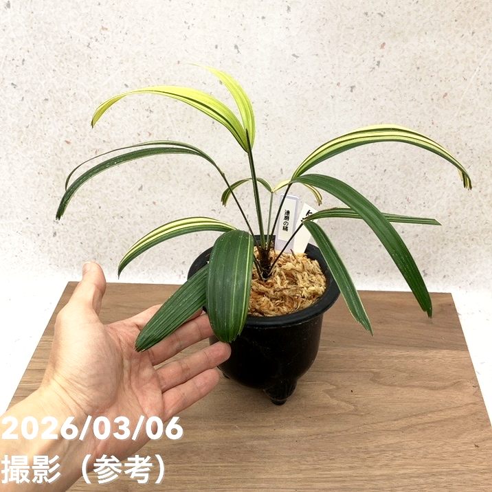 現品お届け】観音竹 カンノンチク 達磨の縞 だるまのしま プラ鉢（K24