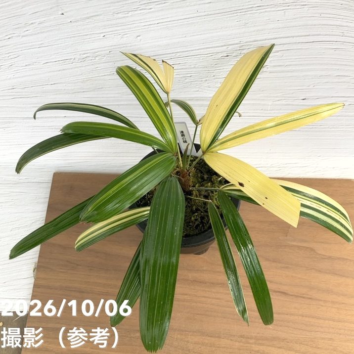 お買い得！1/5まで】【現品お届け】観音竹 カンノンチク 達磨の縞