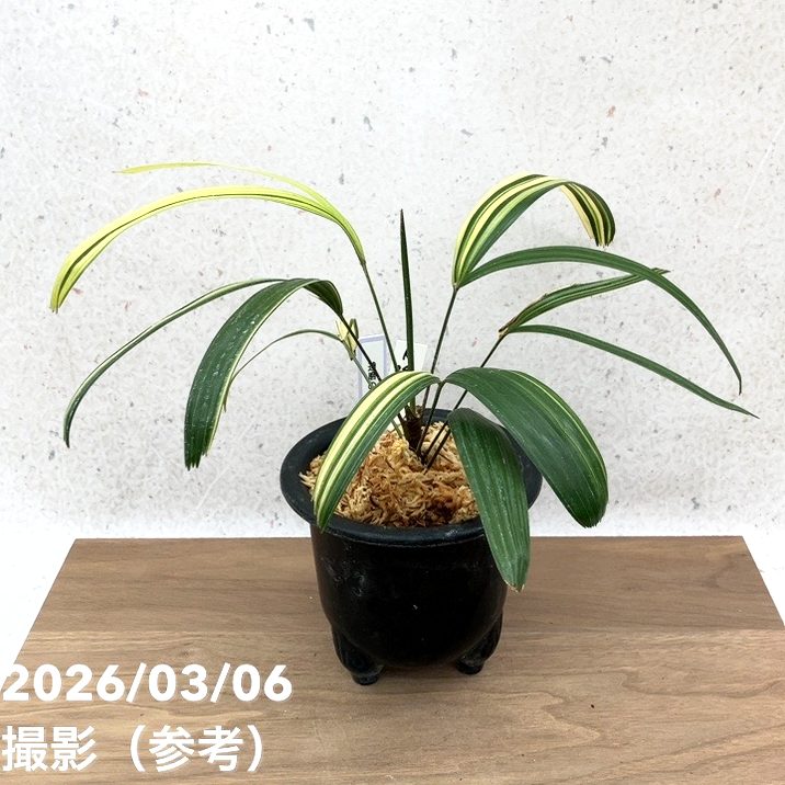 現品お届け】観音竹 カンノンチク 達磨の縞 だるまのしま プラ鉢（K24