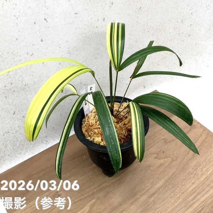 現品お届け】観音竹 カンノンチク 達磨の縞 だるまのしま プラ鉢（K24