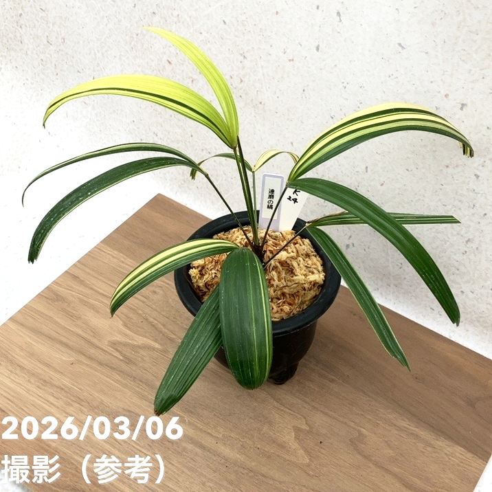 ✨希少グムンドナー ✨希少グムンドナー　手付き大鉢モニュメント 手付き大鉢モニュメント Autumn＆Winter 2025 食器