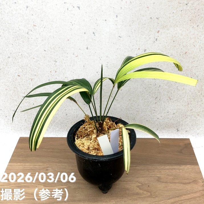 現品お届け】観音竹 カンノンチク 達磨の縞 だるまのしま プラ鉢（K24