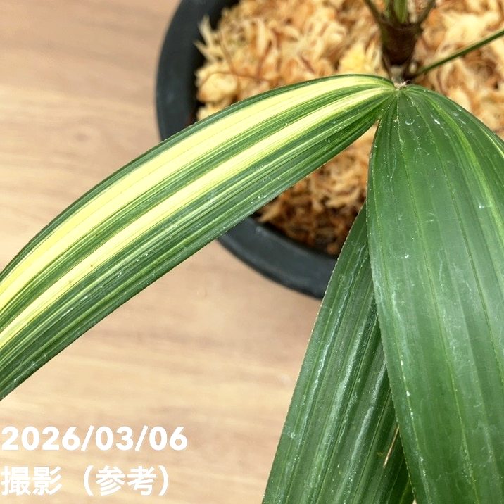 現品お届け】観音竹 カンノンチク 達磨の縞 だるまのしま プラ鉢（K24
