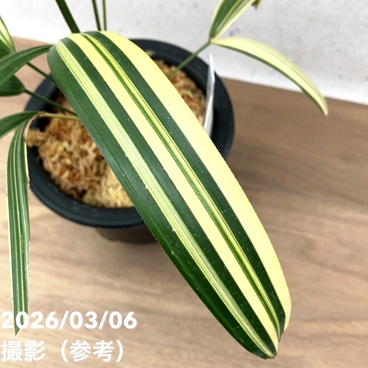 現品お届け】観音竹 カンノンチク 達磨の縞 だるまのしま プラ鉢（K24