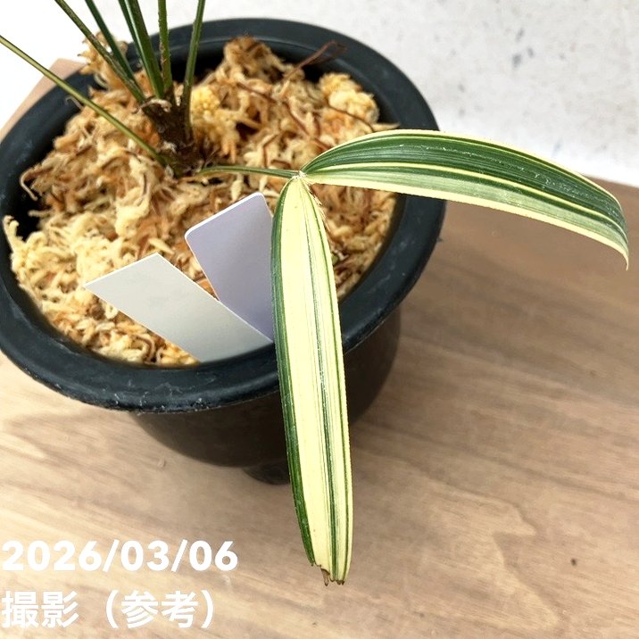 現品お届け】観音竹 カンノンチク 達磨の縞 だるまのしま プラ鉢（K24