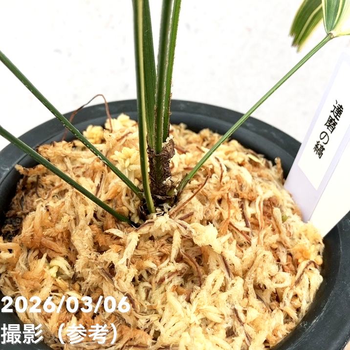 現品お届け】観音竹 カンノンチク 達磨の縞 だるまのしま プラ鉢（K24