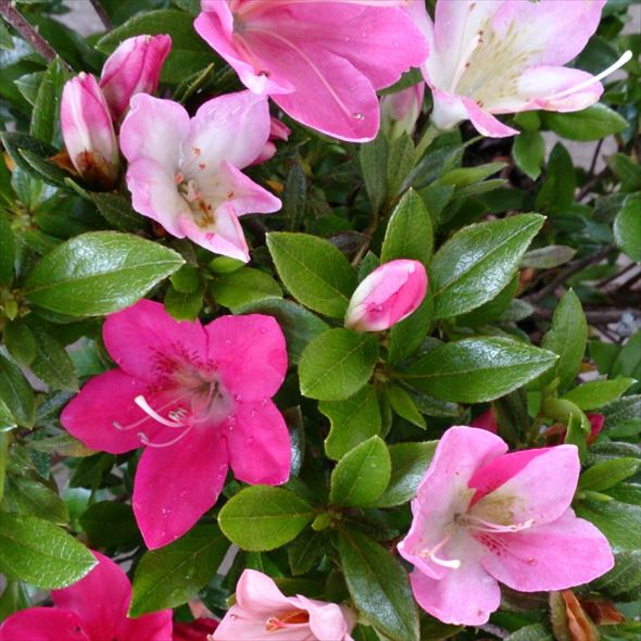 サツキ、ピンクと朱赤と白の三色の綺麗な花が咲きます。 サツキ 白とピンクと朱色、三色のサツキがいちどに咲いている庭 | マイ