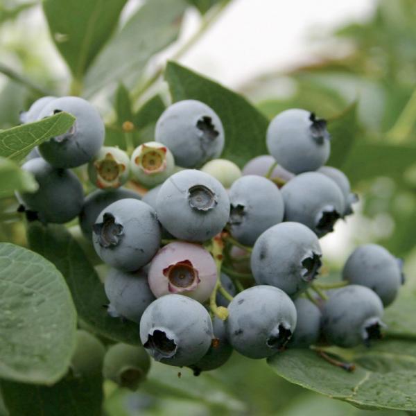 ブルーベリー ノーザンハイブッシュ系 バークレー 5号｜果樹10-TU