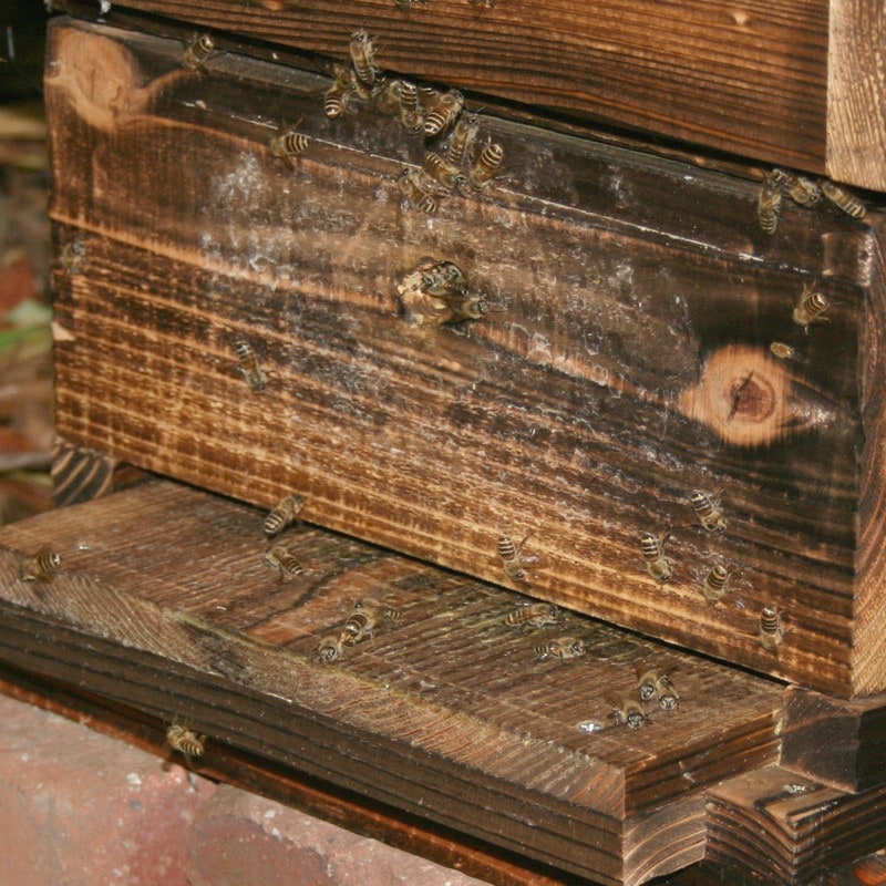 ニホンミツバチ 日本ミツバチ 蜜箱 30個弱 保育箱