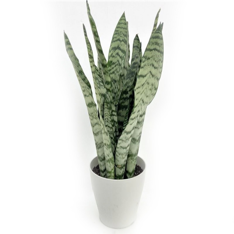 期間限定10％OFF！】サンスベリア 6号 ゼラニカ プラスチック鉢仕様