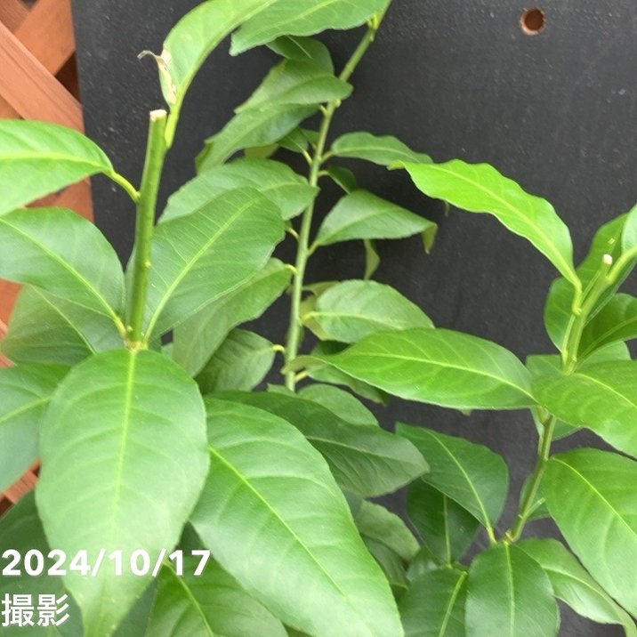 レモン リスボンレモン 5号ロングポット 2年生苗｜果樹04-PA | 果樹